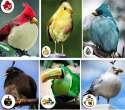 real-angry-birds.jpg