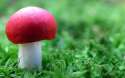 red_mushroom_in_green-wide.jpg