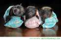 cute-animal-pictures-baby-bats-sleeping-bags.jpg