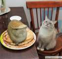 rabit-pancakes-cat.jpg