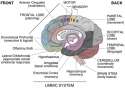 brain-basic_and_limbic.gif