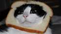 cat in bread.jpg