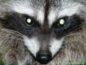raccoon_closeup_ShannonGresham_500x382.jpg