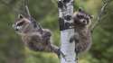 raccoons-on-a-tree-13701.jpg