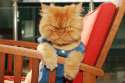 garfi-evil-grumpy-persian-cat-12__700.jpg