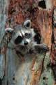 Raccoon-in-tree1.jpg
