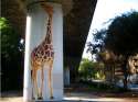 oakland_california_giraffe_mural.jpg