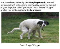 The_Pooping_pooch.jpg
