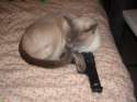 Siamese_Cat_With_A_Gun_by_The_Cat_House.jpg