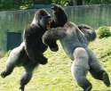 gorilla-warfare.jpg