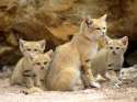 sand cat kittens.jpg