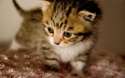 Cute-Kitten2.jpg