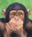 chimp2.jpg