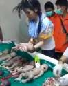 dead-fetus-market-asia.jpg