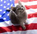 Presidential-Cat-Index-and-I-in-article-near-paragraph-1.jpg