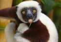 zoboomafoo-lemur-dead.jpg
