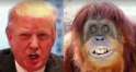 trump-orangutan.jpg