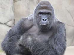 WCPO_Harambe_Cincinnati_Zoo_silverback_gorilla_1429037871541_16763037_ver1.0_640_480.jpg