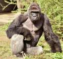 Gorilla tries to protect 4 yr old but zoo shoots him dead.jpg