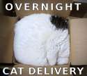 overnight cat delivery.jpg