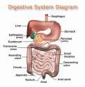 DigestiveTract.jpg