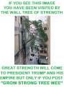 wall tree.png