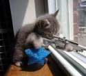 Sniper Kitten.jpg