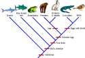 cladogram1331315485004.gif