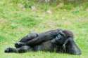 3122663-close-up-of-a-big-female-gorilla-Stock-Photo-gorilla.jpg