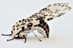 giant leopard moth.jpg