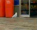 seagull steals chips.gif