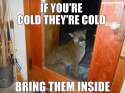 cat-cold.jpg