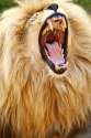 big_lion_mouth_by_lion_redmich-d56usbb.jpg