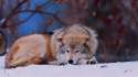 wolf_snow_lying_cold_forest_trees_56340_3840x2160.jpg