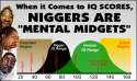 Niggers are Mental Midgets_Low IQ.jpg