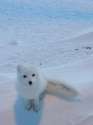A white fox in Antartica in a snowstorm.jpg