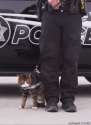 cats make bad cops.gif