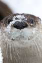 Otter-Has-Really-Enjoyed-the-Snow.jpg