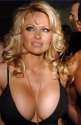 pam-anderson-picture1_1202251147.jpg