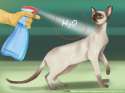 aid656696-728px-Decide-if-a-Siamese-Cat-Is-Right-for-You-Step-5.jpg