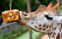 giraffe-at-london-zoo-celebrates-birthday.jpg