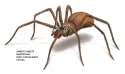 brown-recluse-spider-illustration_1017x605.jpg