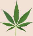 554px-Cannabis_leaf_2.svg.png