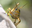 grasshopper8.jpg