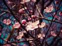 almond-blossom-1229138_1920.jpg