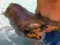 fat-collie-dog-swimming.jpg