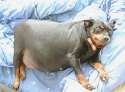 Obese Dog (USDA photo).jpg