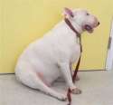 obese-dog (1).jpg
