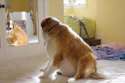 Obese-Dog-Mirror.jpg