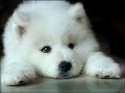 samoyed-puppy.jpg